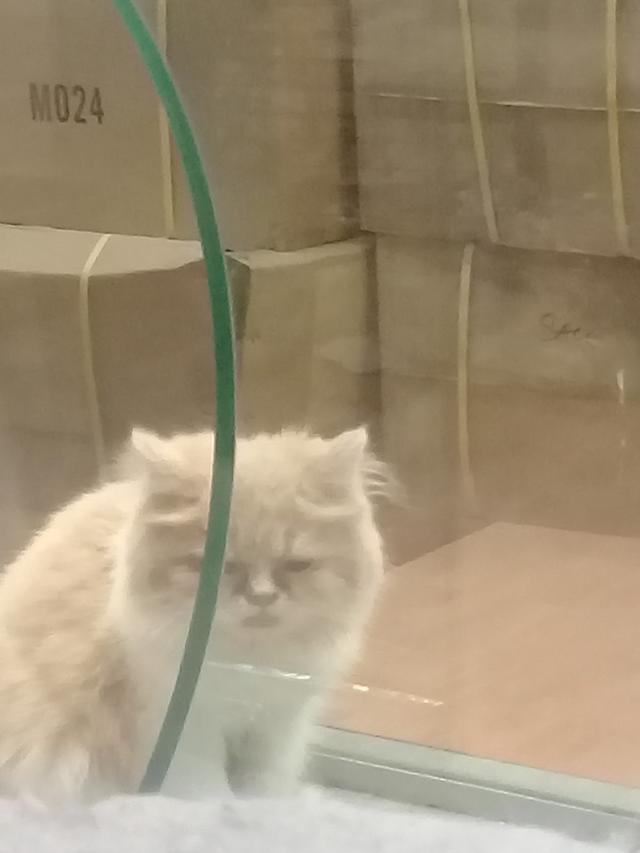 Photo of Pets Wonderland @ SACC Mall - Shah Alam, Selangor, Malaysia