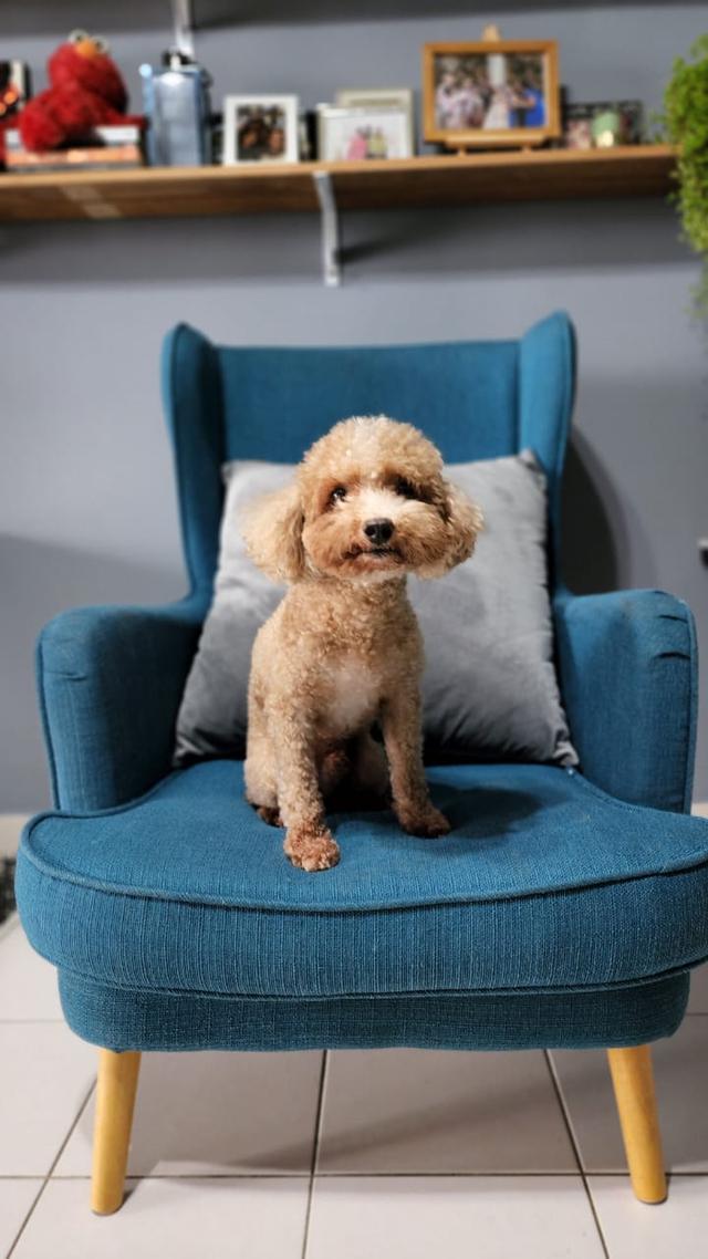 Photo of Petsmore Puchong Jalan Kenari - Puchong, Selangor, Malaysia