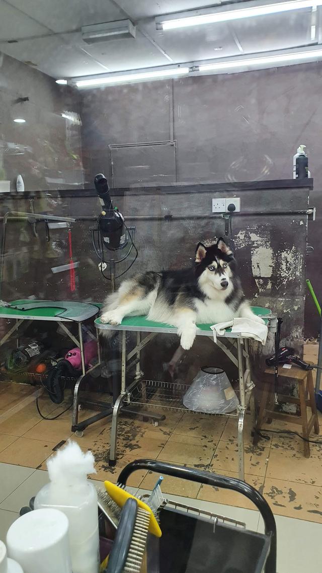 Photo of Petsmore Puchong Jalan Kenari - Puchong, Selangor, Malaysia