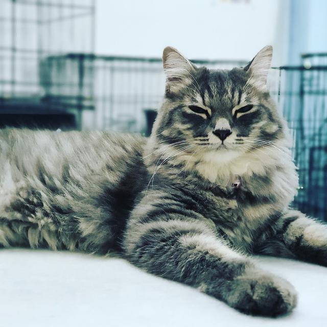 Photo of Puchong petshop - Puchong, Selangor, Malaysia