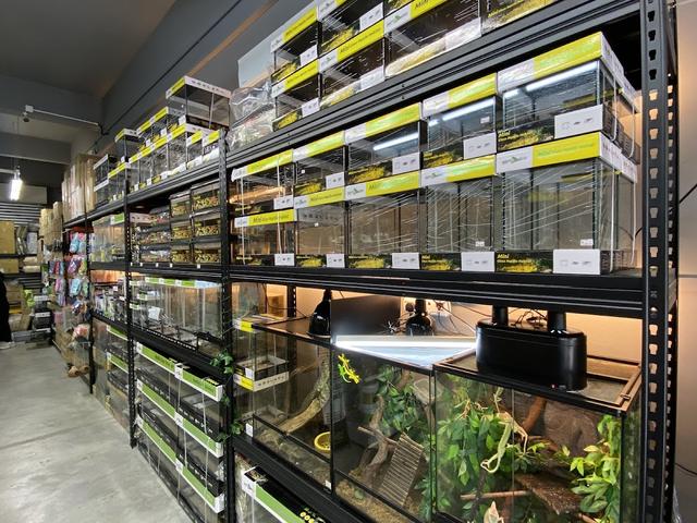 Photo of RepStore Bukit Mertajam - Exotic Pets & Reptiles Centre - Bukit Mertajam, Penang, Malaysia