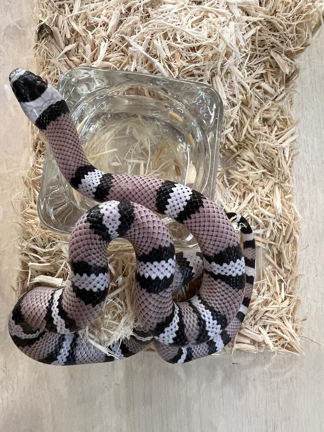 Photo of RepStore Bukit Mertajam - Exotic Pets & Reptiles Centre - Bukit Mertajam, Penang, Malaysia