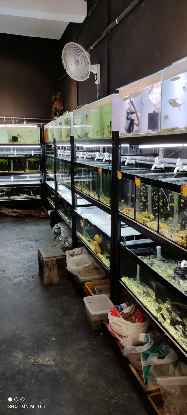 Photo of Rio Pets Store - Bukit Mertajam, Penang, Malaysia