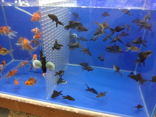 Photo of Rio Pets Store - Bukit Mertajam, Penang, Malaysia