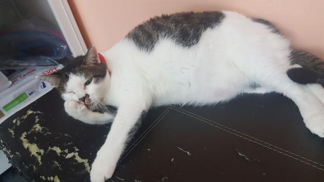 Photo of Serv-U Veterinary Clinic & Surgery ( Klinik Haiwan Serv-U) - Shah Alam, Selangor, Malaysia