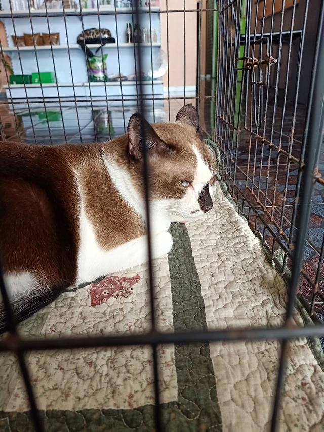 Photo of Serv-U Veterinary Clinic & Surgery ( Klinik Haiwan Serv-U) - Shah Alam, Selangor, Malaysia