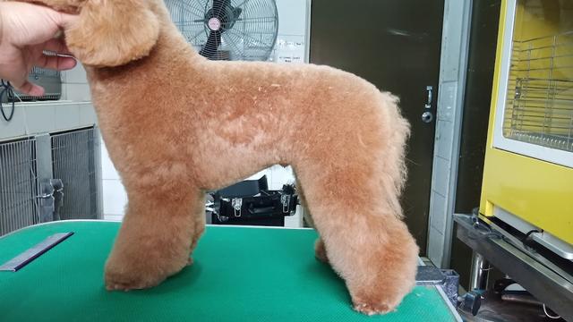 Photo of Setia Alam Veterinary Clinic & Surgery - Shah Alam, Selangor, Malaysia