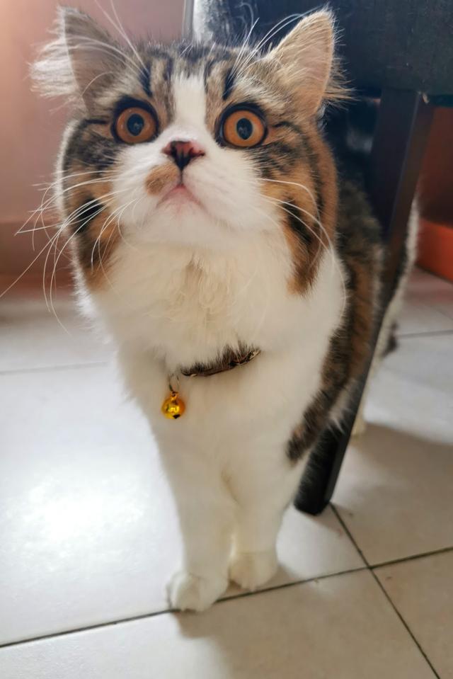 Photo of Small Animals Veterinary Medical Center - Puchong, Selangor, Malaysia