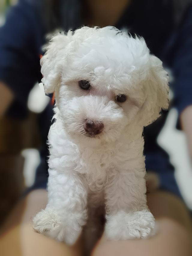 Photo of Small Animals Veterinary Medical Center - Puchong, Selangor, Malaysia