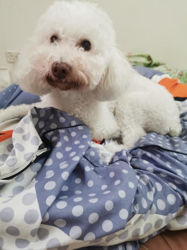 Photo of Small Animals Veterinary Medical Center - Puchong, Selangor, Malaysia