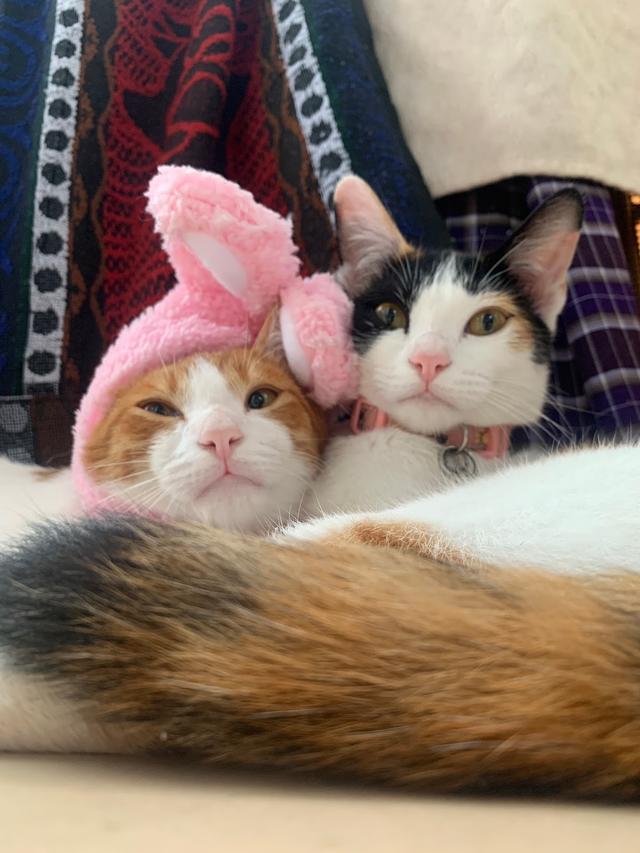 Photo of Step In Pet Shop Seksyen 23 - Shah Alam, Selangor, Malaysia