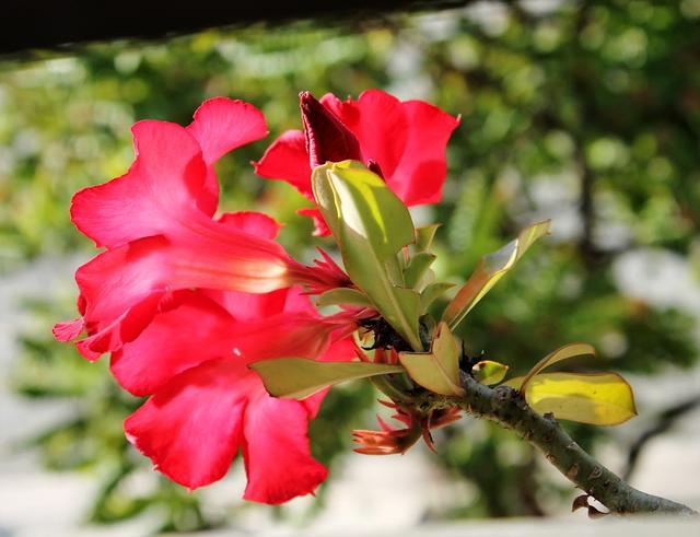 Photo of Taman Ehsan Jaya - Klang, Selangor, Malaysia