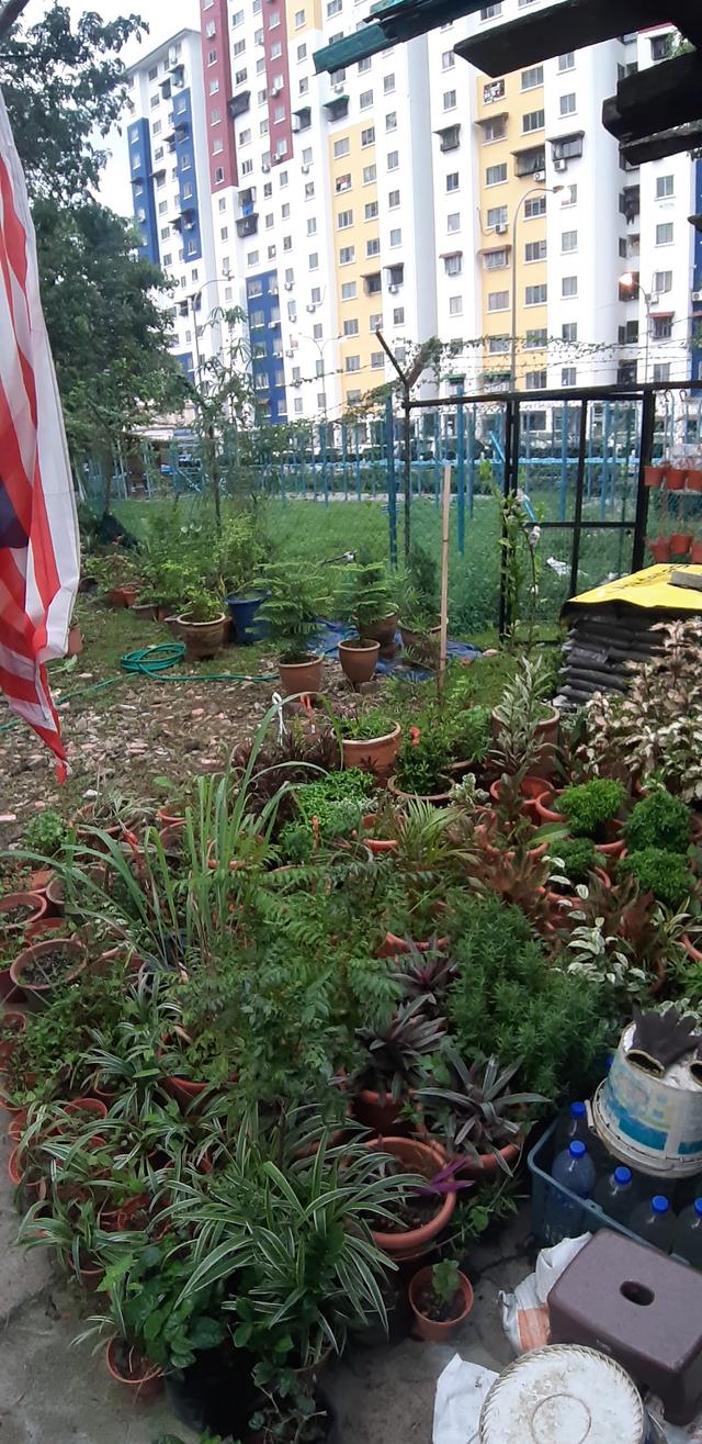 Photo of Tapak Semaian Pokok(CEMPAKA NURSERIES) - Kuala Lumpur, Kuala lumpur, Malaysia