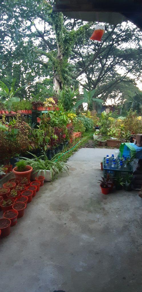Photo of Tapak Semaian Pokok(CEMPAKA NURSERIES) - Kuala Lumpur, Kuala lumpur, Malaysia