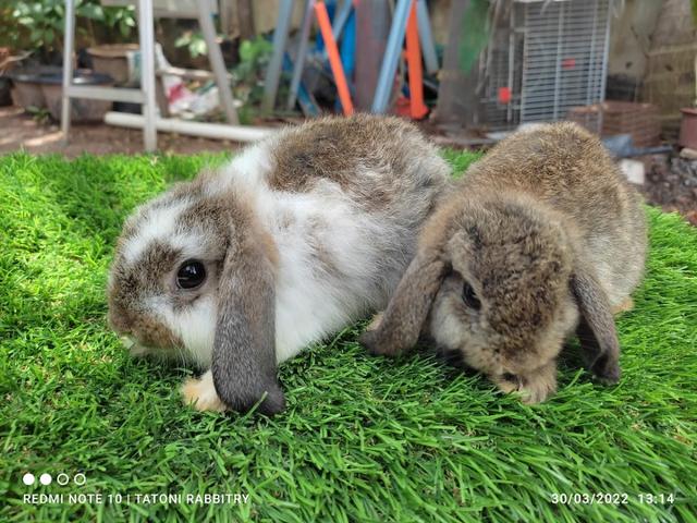 Photo of Tatoni Smart Rabbitry - Kuala Lumpur, Kuala lumpur, Malaysia