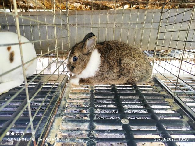 Photo of Tatoni Smart Rabbitry - Kuala Lumpur, Kuala lumpur, Malaysia