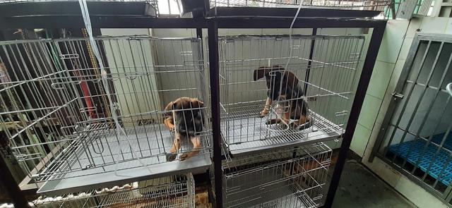 Photo of Thomas Animal Clinic & Pets Corner - Klang, Selangor, Malaysia