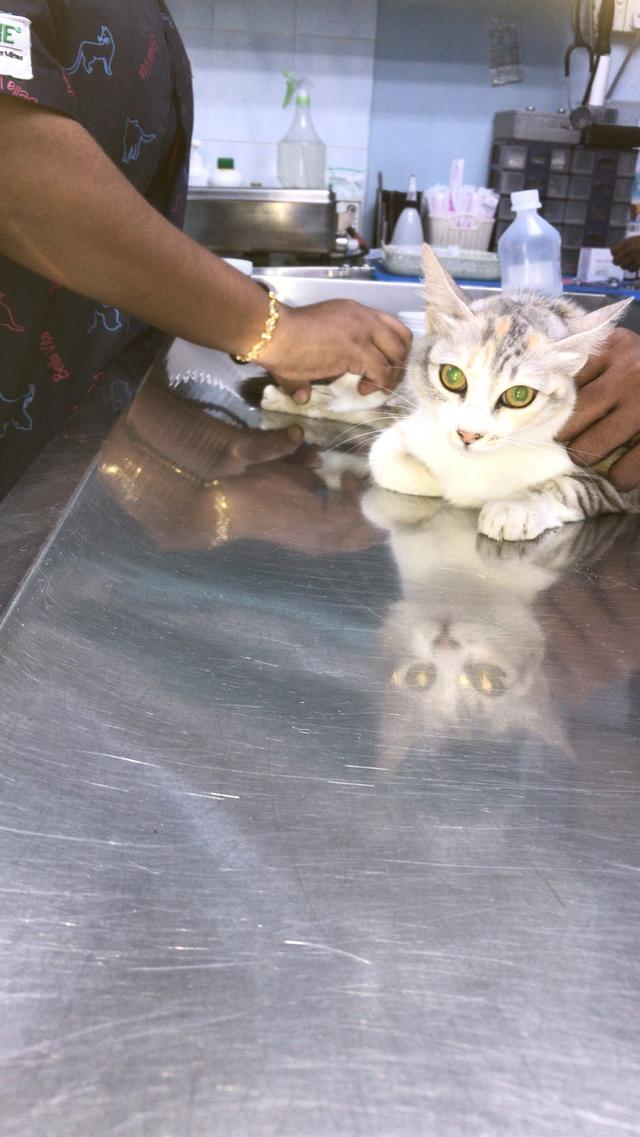 Photo of Thomas Animal Clinic & Pets Corner - Klang, Selangor, Malaysia