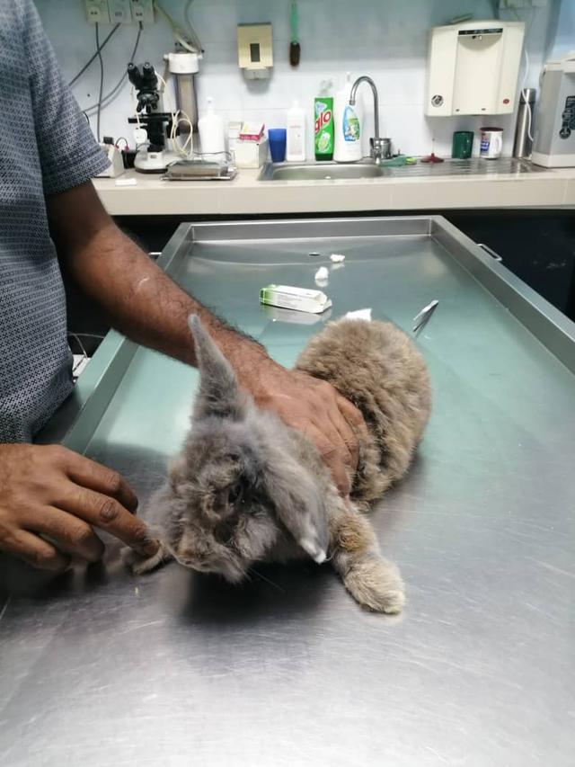 Photo of Thomas Animal Clinic & Pets Corner - Klang, Selangor, Malaysia