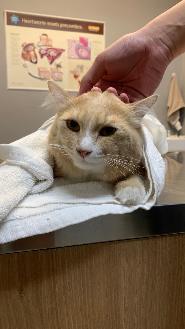 Photo of Vet Partners - Bandar Puteri, Puchong - Puchong, Selangor, Malaysia