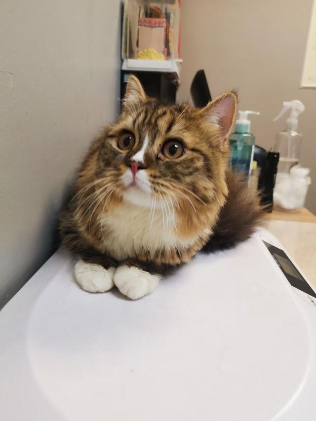 Photo of Vet Partners - Bandar Puteri, Puchong - Puchong, Selangor, Malaysia