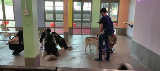 Photo of Corgi & The Gang Pet Cafe - George Town, Penang, Malaysia