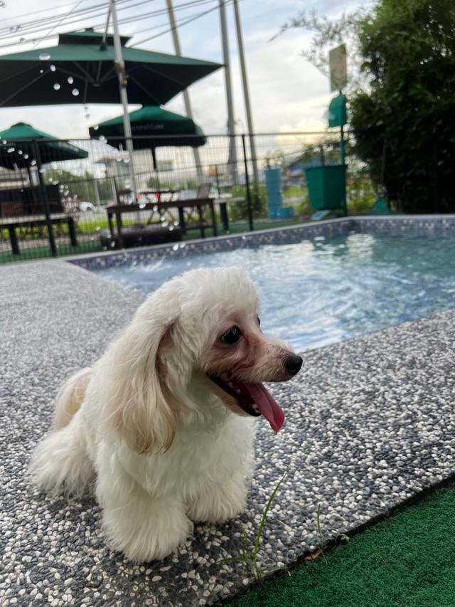 Photo of Pet Paradise Kolombong - Kota Kinabalu, Sabah, Malaysia