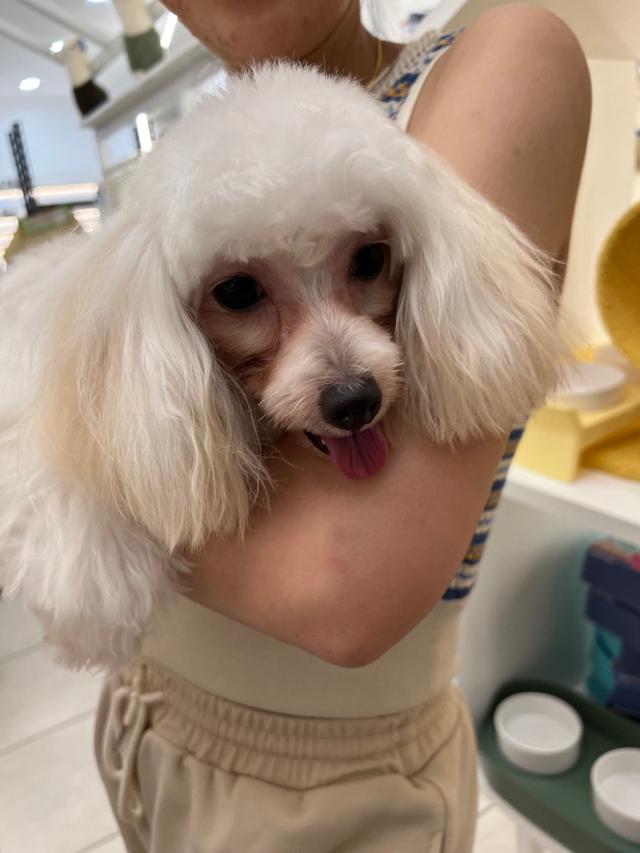 Photo of Pet Paradise Kolombong - Kota Kinabalu, Sabah, Malaysia