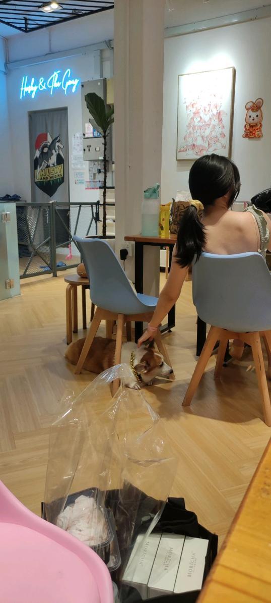 Photo of Corgi & The Gang Pet Cafe - George Town, Penang, Malaysia