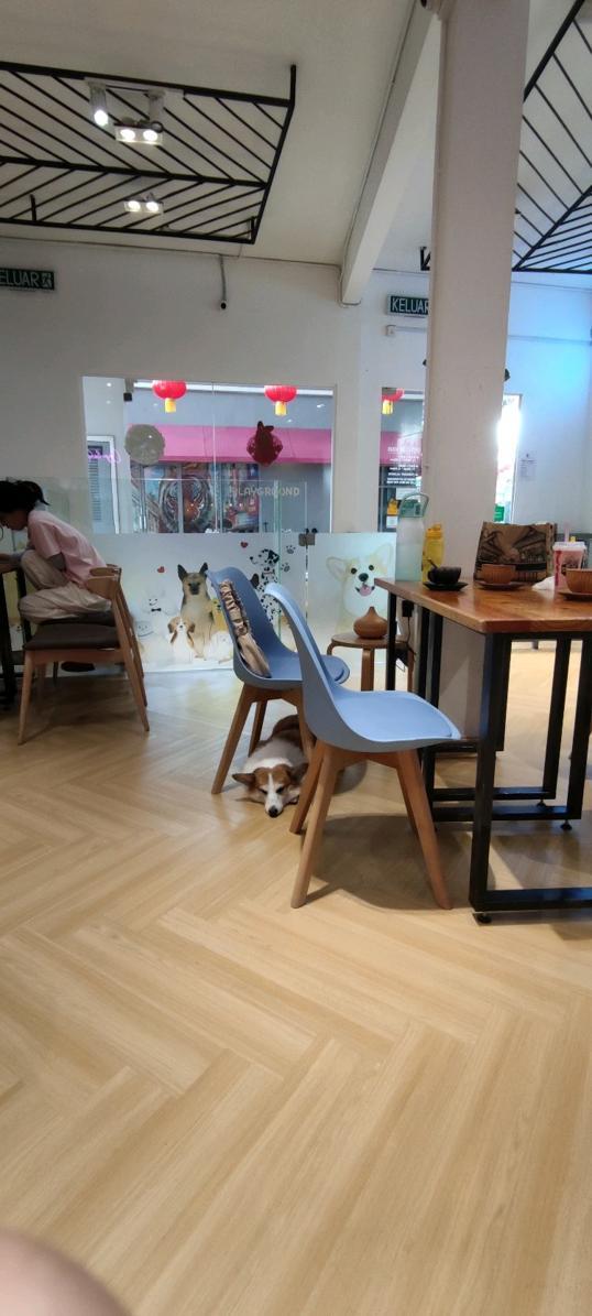 Photo of Corgi & The Gang Pet Cafe - George Town, Penang, Malaysia