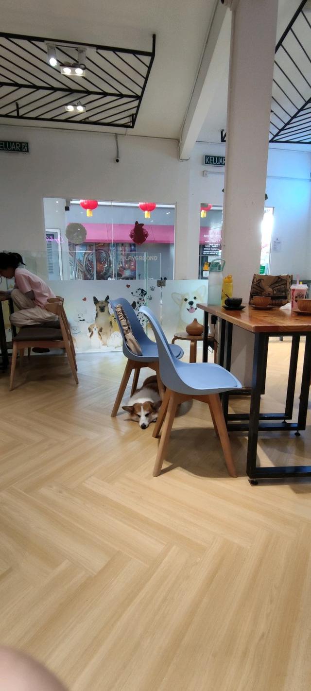 Photo of Corgi & The Gang Pet Cafe - George Town, Penang, Malaysia