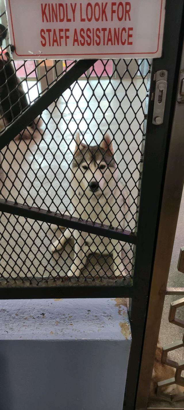 Photo of Corgi & The Gang Pet Cafe - George Town, Penang, Malaysia