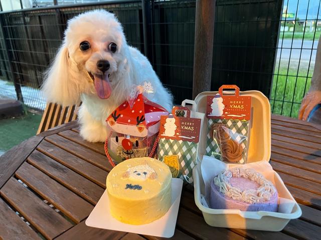 Photo of Pet Paradise Kolombong - Kota Kinabalu, Sabah, Malaysia