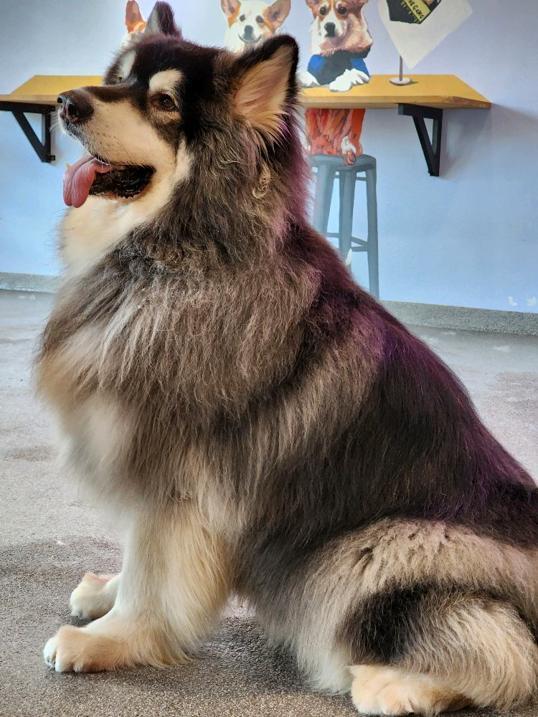Photo of Corgi & The Gang Pet Cafe - George Town, Penang, Malaysia