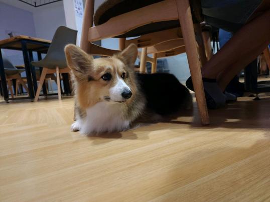 Photo of Corgi & The Gang Pet Cafe - George Town, Penang, Malaysia
