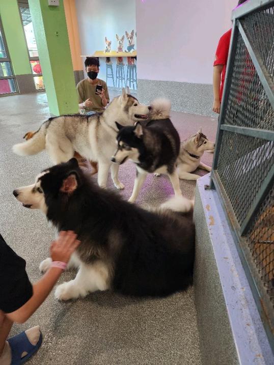 Photo of Corgi & The Gang Pet Cafe - George Town, Penang, Malaysia