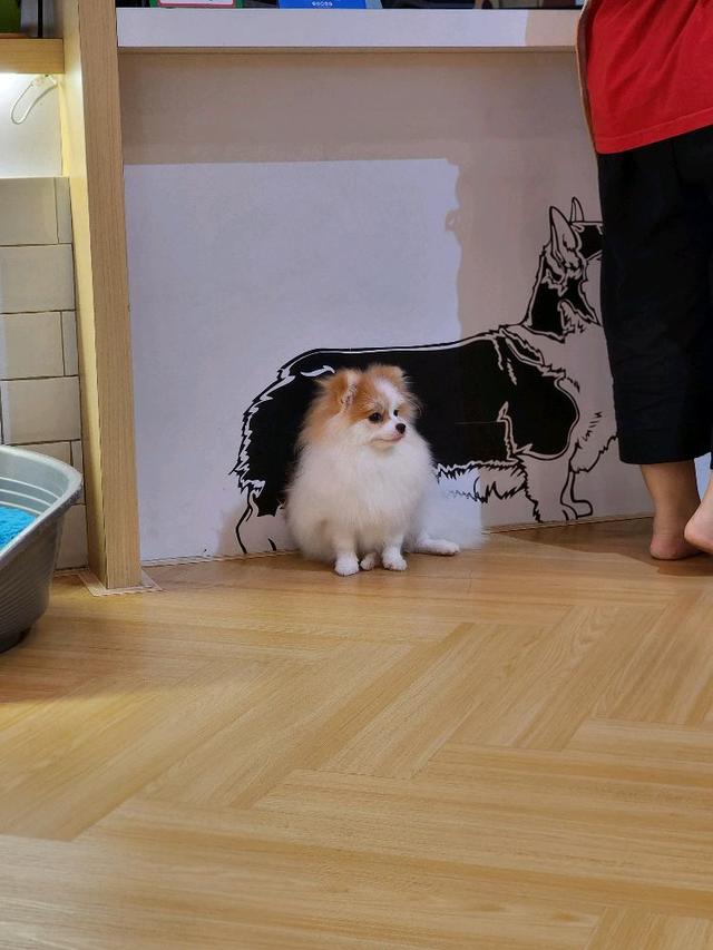 Photo of Corgi & The Gang Pet Cafe - George Town, Penang, Malaysia