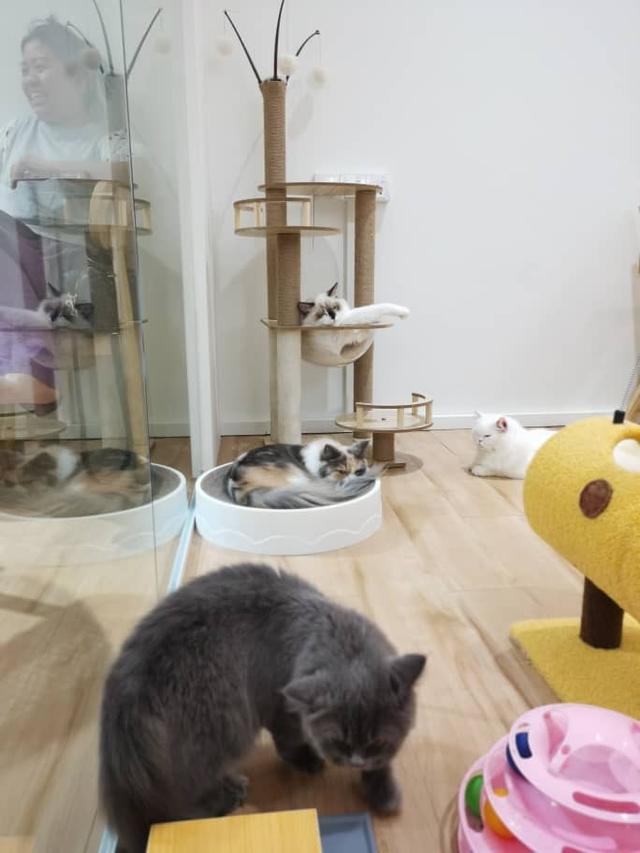 Photo of Little Belly Pet Pet 小肚腩宠物餐厅 - Puchong, Selangor, Malaysia