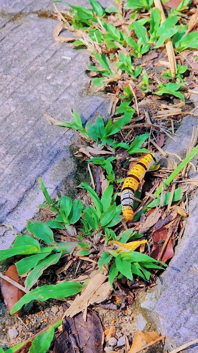 Photo of Shalom Valley Park - Kota Kinabalu, Sabah, Malaysia