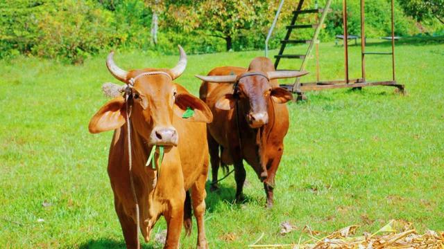Photo of Shalom Valley Park - Kota Kinabalu, Sabah, Malaysia
