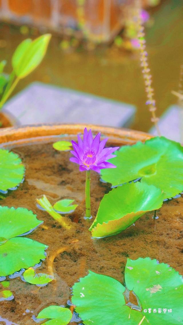 Photo of Shalom Valley Park - Kota Kinabalu, Sabah, Malaysia