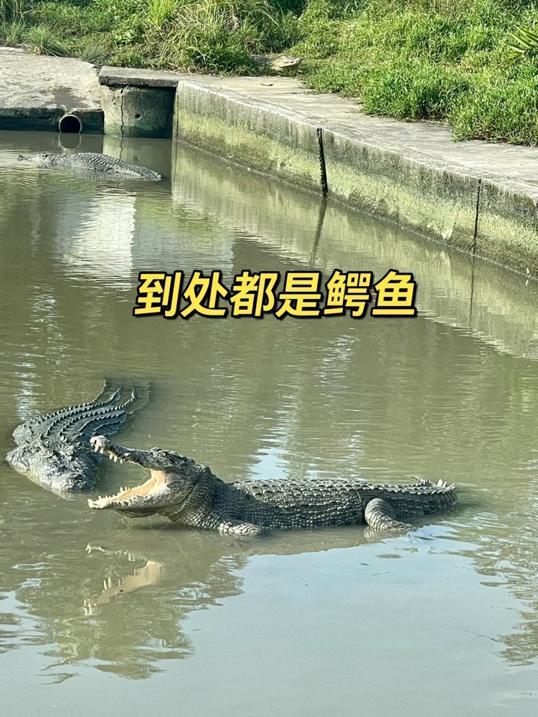 Photo of Crocodile World 鳄鱼世界 - Johor Bahru, Johor, Malaysia