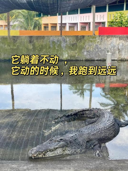 Photo of Crocodile World 鳄鱼世界 - Johor Bahru, Johor, Malaysia