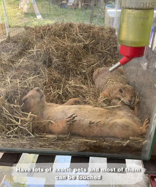 Photo of Mark Baba Pets - Kota Kinabalu, Sabah, Malaysia