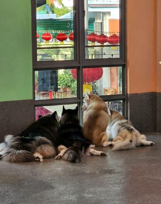 Photo of Corgi & The Gang Pet Cafe - George Town, Penang, Malaysia