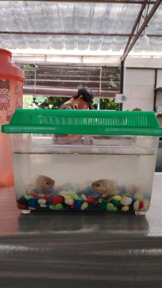 Photo of Green Cottage Trading - Kota Kinabalu, Sabah, Malaysia