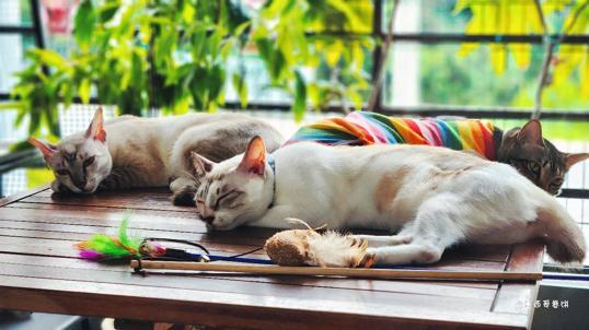 Photo of Cat & Mei Cafe - Kota Kinabalu, Sabah, Malaysia