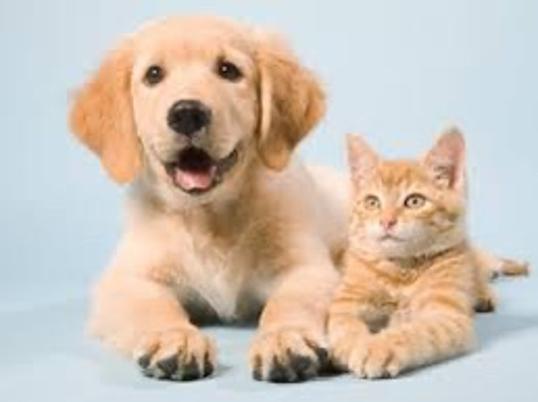 Photo of my pet 2 - Kuching, Sarawak, Malaysia