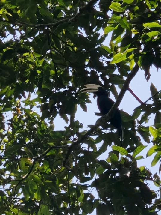 Photo of Rainforest Discovery Centre - Sandakan, Sabah, Malaysia
