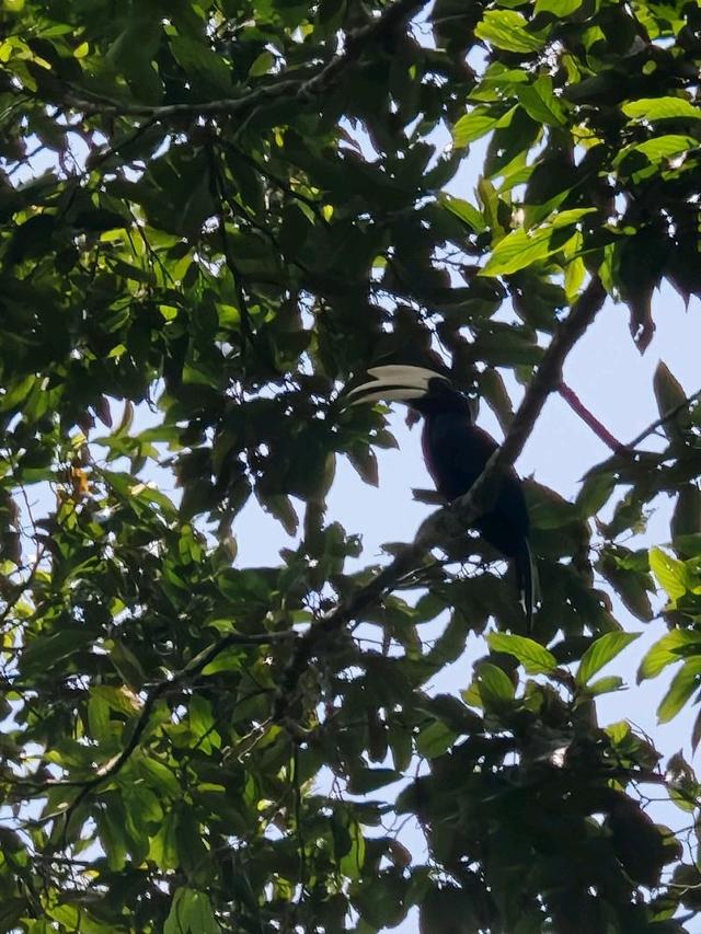 Photo of Rainforest Discovery Centre - Sandakan, Sabah, Malaysia